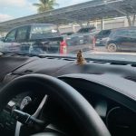 พรมหนัง Taplo พร้อมลายคาร์บอนเกรดสูง photo review